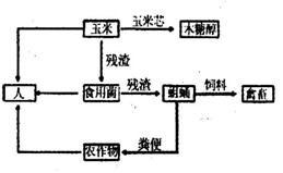 为什么供卵试管婴儿后两个月就出现了胎心和胎芽？导致胎停的原因是什么？