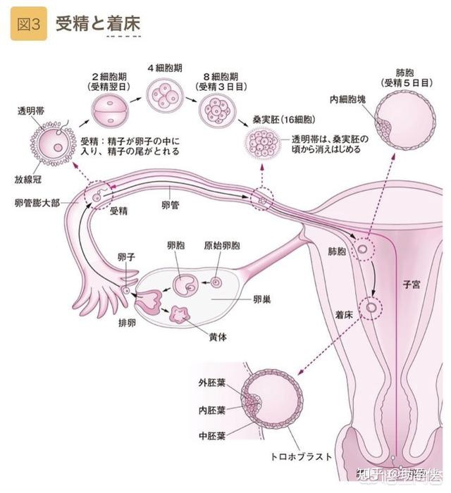 国内第二代和第三代做二代供卵试管的区别是什么？