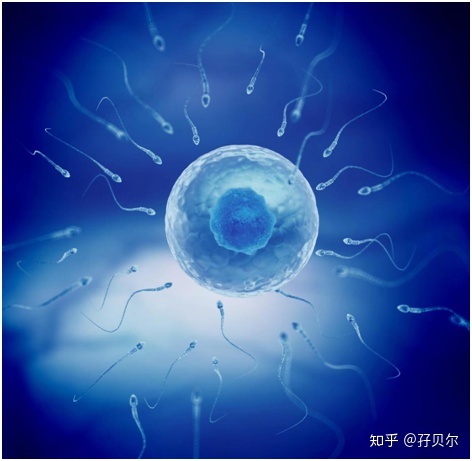 借卵做试管供卵代生的利弊借卵做供卵试管助孕的好处,代生做对孩