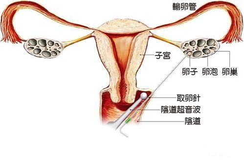 武汉帮别人代生孩子多少钱哪家医院成功率最高（附助孕机构名单）